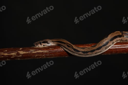 Vista previa: Python real, o pitón bola región Python, studio