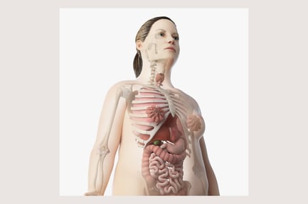 Preview: Female Body with Skeleton and Organs
