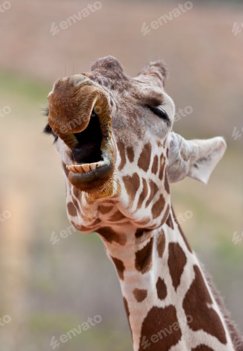 Preview: Giraffe Yawning