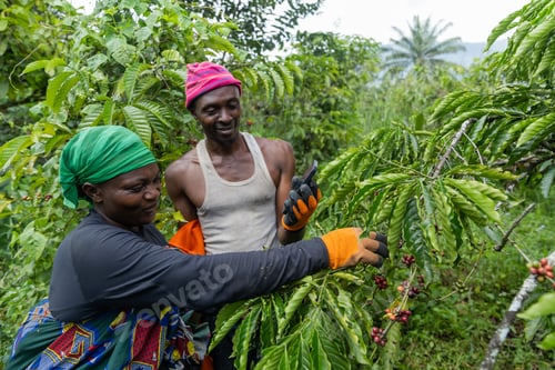 Preview: Harvesting coffee berries by two African farmers in Cameroon, production of coffee in Africa