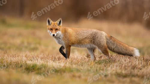 Preview: Red fox looking to the camera on dry field in autumn