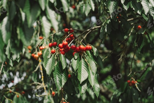 Preview: Cherry tree branch.