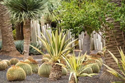 Preview: cacti and palm trees on the island of Tenerife.Canary Islands, Spain