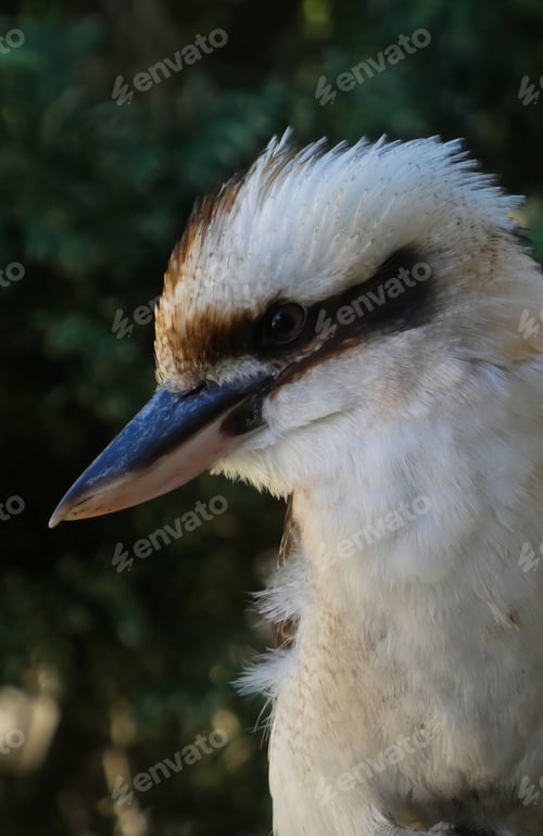 Preview: kookaburra bird against green leaf backgroound