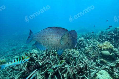 Preview: bumphead parrotfish spotted in moore reef in the great barrier reef