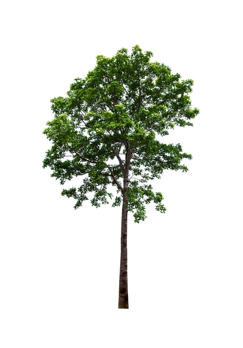 Preview: Tree isolated on white background.