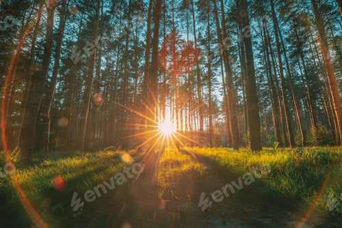 Preview: Beautiful Sunset Sunrise Sun Sunshine In Sunny Summer Coniferous Forest. Sunlight Sunbeams Through