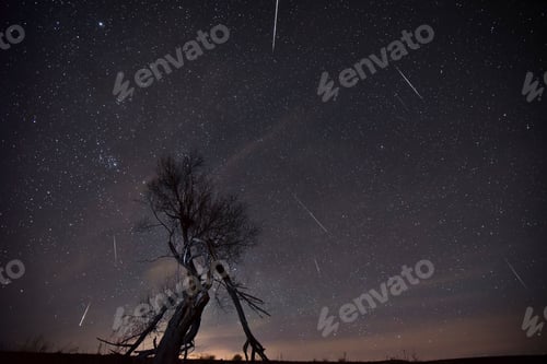 Preview: Silhouette of tree during meteor shower