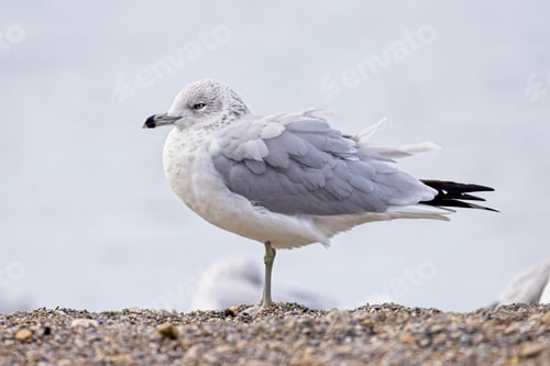 Preview: Ring billed gul's feathers ruffle on a windy day.