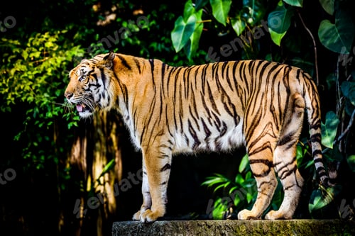 Preview: Indochinese Tiger looking at and walk around the forest is animal wide life.