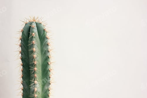 Preview: Single cactus on light background. Home plant growing. Natural floral minimal concept. Close up.