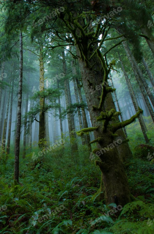 Preview: rain, raindrop, rainforest, raining