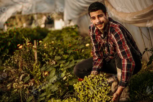 Preview: Farmer holding and examining young seedlings in greenhouse