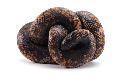 Preview: snake Ground Python isolated on white background