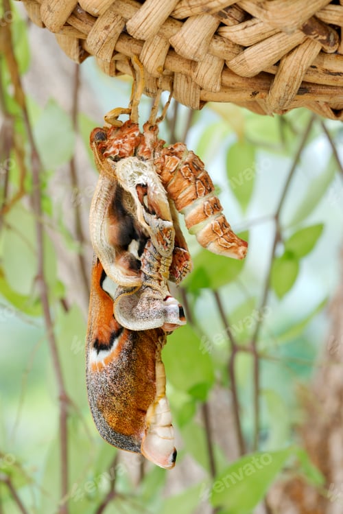 Preview: Colorful Tropical butterflies perched on twigs and leaves