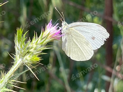 Preview: Delicate White Butterfly on a Purple Thistle