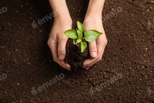Preview: Woman holding green seedling on soil, top view