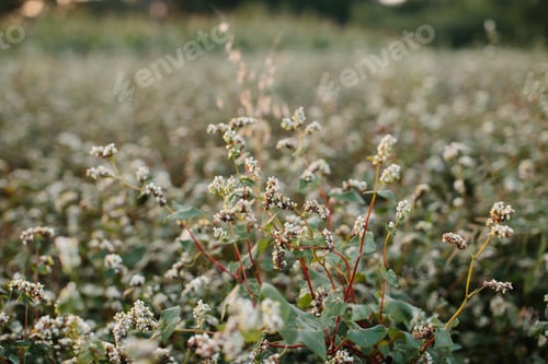 Preview: Buckwheat inflorescence close-up. A field of ripe buckwheat before the harvest.