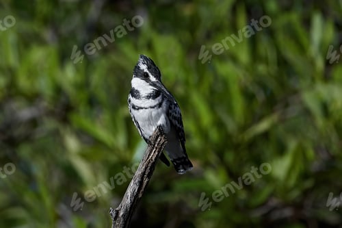 Preview: Pied kingfisher (Ceryle rudis)