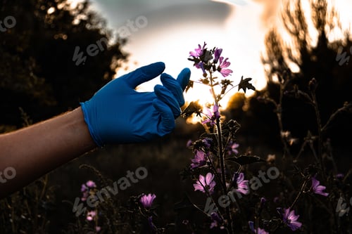 Preview: Shallow focus shot of a person wearing a medical gloves touching a purple flower during sunset