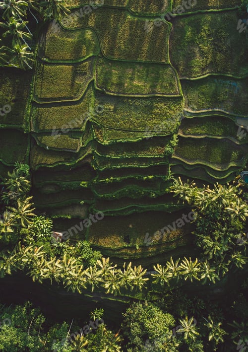 Preview: Rice terraces