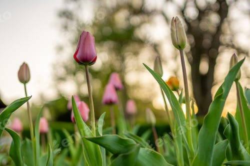 Preview: several pink tulips with green stems growing behind them