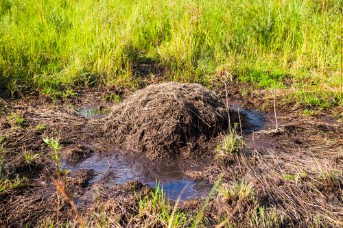 Preview: Yacare Caiman (Caiman Yacare) nest, Ibera Wetlands (aka Ibera Marshes), a marshland area in Corrient