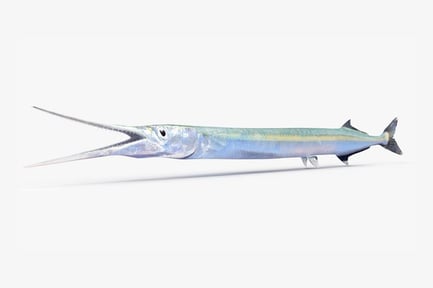 Preview: Garfish Belone - Needlefish with Distinctive Bill