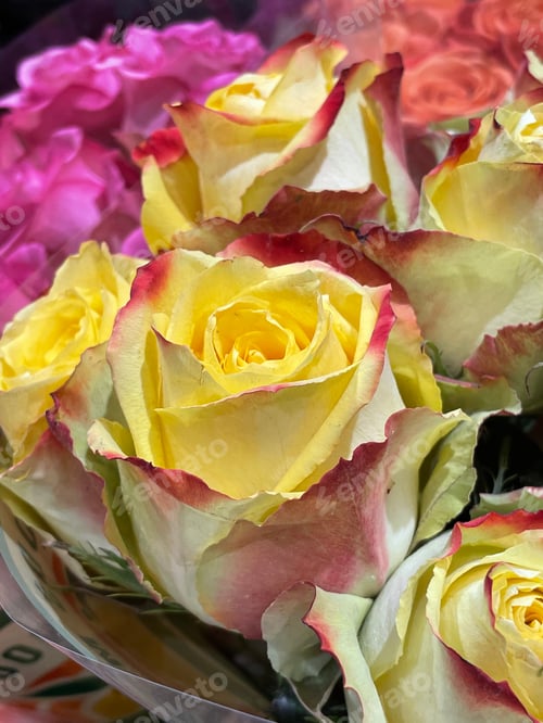 Preview: Roses