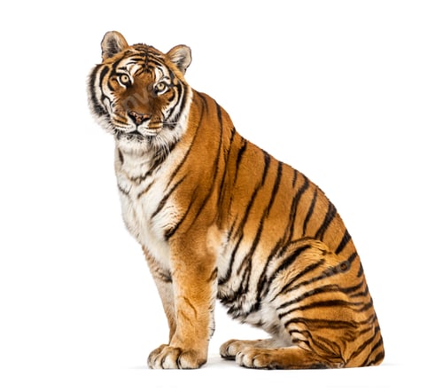 Preview: Tiger isolated