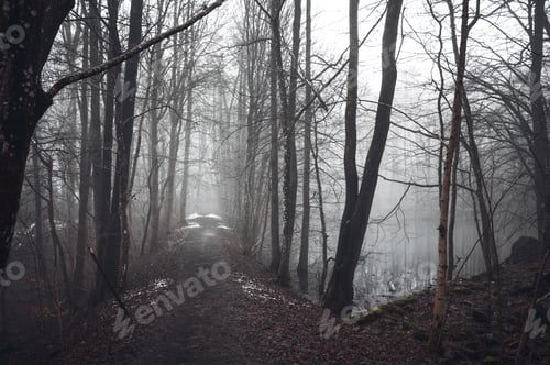 Preview: Photo of path in forest in foggy weather