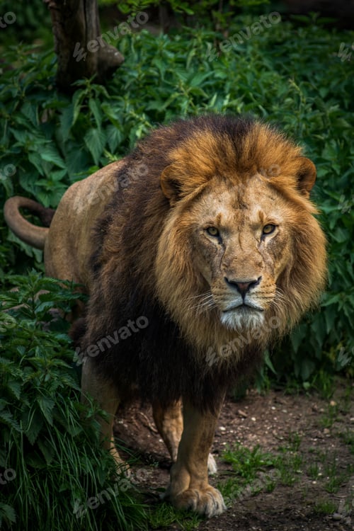 Preview: Vertical closeup shot of the lion king of the jungle seeking his prey in the Munich Zoo, Germany