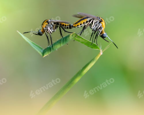 Preview: toxophora