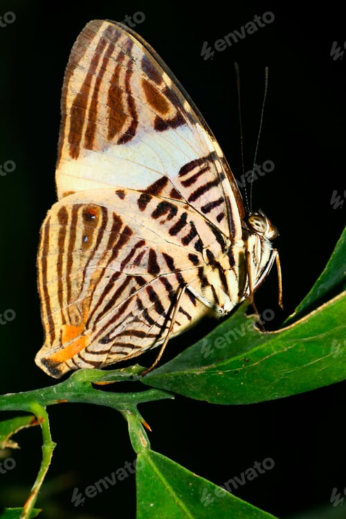 Preview: Tropical Butterfly, Amazonia, Ecuador