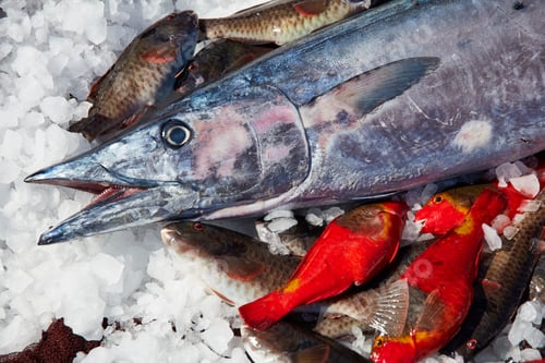 Preview: Fresh fish cooling on heap of ice