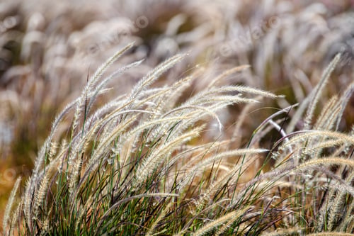 Preview: Grass in the dunes in the evening light