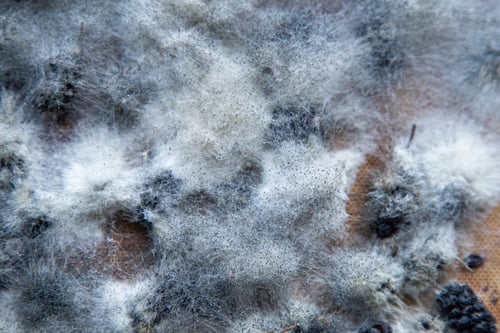 Preview: White mold on spoiled food. The mulberries are moldy.