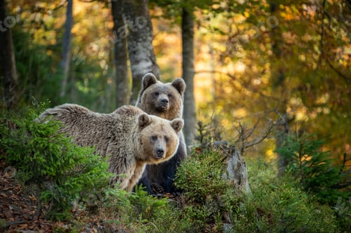 Preview: Brown bear in autumn forest