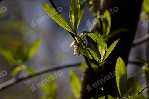 Preview: Water Droplets and Osoberry Spring Plant