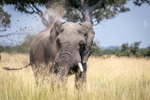 Preview: Big Elephant bull taking a dust bath.