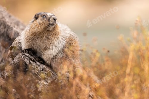 Preview: Close-up of a marmot sitting on a rock in a natural habitat with soft, blurred background