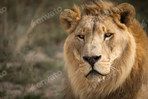 Preview: Majestic male African lion king of the jungle - Mighty wild animal of Africa in nature