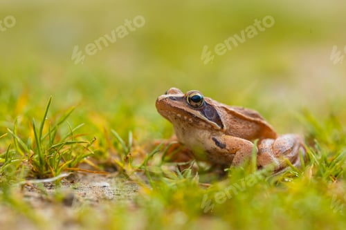 Preview: Vibrant Colored Agile Frog