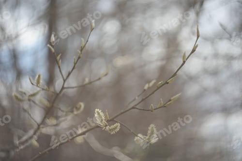 Preview: Leaves blossom on branches in spring. Nature background. Spring wallpaper, close-up, selective focus