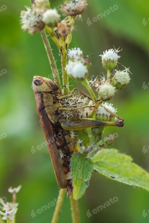 Preview: Grasshoppers on the leaves