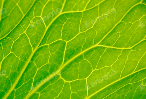 Preview: Green leaf close up. Veins on plant macro.