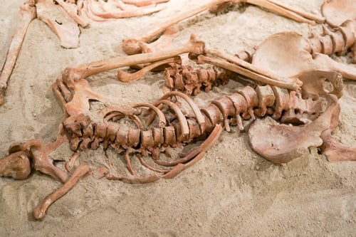Preview: Prehistoric human bone remains. Ancient skeleton discovered by archeologists
