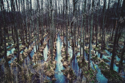 Preview: Wild forest on the water.