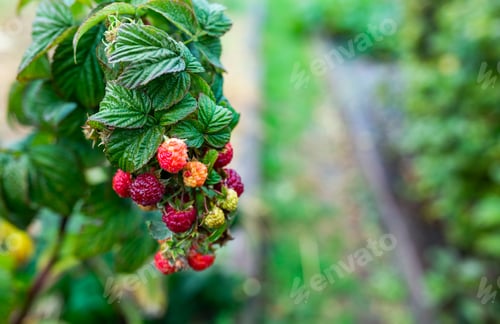 Preview: Green leaves and ripe raspberry berries ripen in orchard