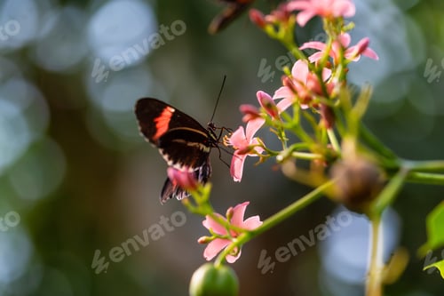 Preview: Macro Picture of a Butterfly